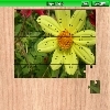 Play Dahlia 2