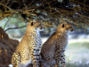 Jugar a Leopard jigsaw