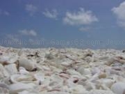 Play Sanibel island shells slider