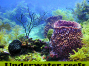 Play Underwater reefs