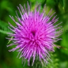 Jugar a Jigsaw: thistle