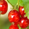 Spielen Jigsaw: red currant