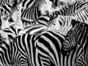 Play Zebra slider