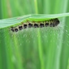 Play Jigsaw: butterfly larva