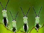 Play Crazy grasshoppers slide puzzle
