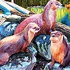 Play Tired three seals slide puzzle