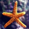 Play Jigsaw: star fish