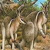 Play Coward kangaroos slide puzzle