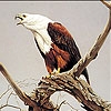 Spielen Old eagle slide puzzle