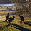 Play Kangaroos
