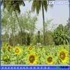 Play Hidden stars farm