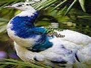 Play Blue peacock puzzle