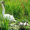 Play Three hungry ducks puzzle