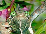 Spielen Big green chameleon puzzle