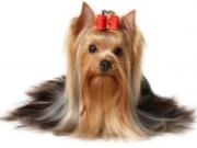 Play Yorkshire terrier jigsaw
