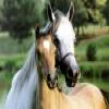 Play Chevaux virtuels en ligne