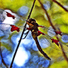 Play Puzzle de dragon volant