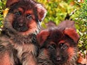 Play Numb puppies puzzle