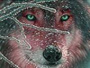 Play Gray wolf in the snow slide puzzle
