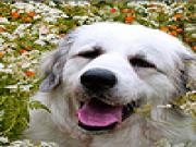 Play Dogs among the flowers puzzle
