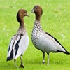 Play Jigsaw: two geese