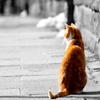 Play Jigsaw: red cat
