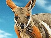 Play Kangaroos in the desert puzzle