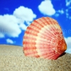Play Jigsaw: seashell