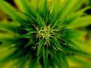 Play Marijuana plant slider
