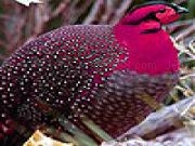 Play Pink crested bird slide puzzle
