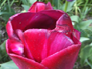 Play Red flower jigsaw puzzle