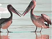 Play Pelicans at the beach slide puzzle