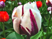 Play Tulip flower jigsaw puzzle