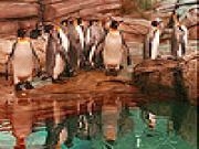 Play Penguins in the zoo slide puzzle