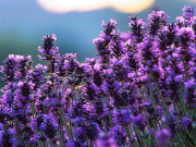 Play Field of flowers