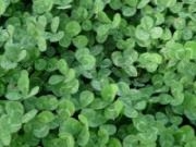 Play Clovers slider