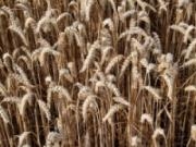 Play Wheat slider