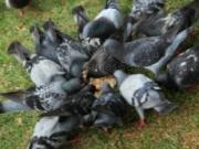 Play Pigeons slider