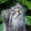 Jugar a Jigsaw: pallas cat