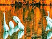 Play Geese on the lake puzzle