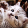 Play Cute kitties hidden numbers