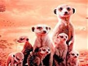 Play Little shy meerkat family slide puzzle