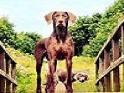 Play Big sheepdogs puzzle