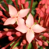 Play Red flowers jigsaw puzzle