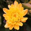 Play Jigsaw: dahlia