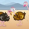 Play Ostrich lovely kiss