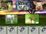 Play Guess the animal sounds