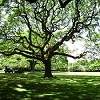 Play Tree of life