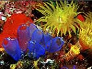 Play Blue ocean fishes slide puzzle