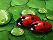 Play Bugs on the woods hidden numbers